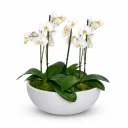 Phalaenopsis sesadba